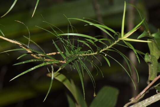 Image of Dracaena reflexa var. parvifolia Thouars ex H. Perrier