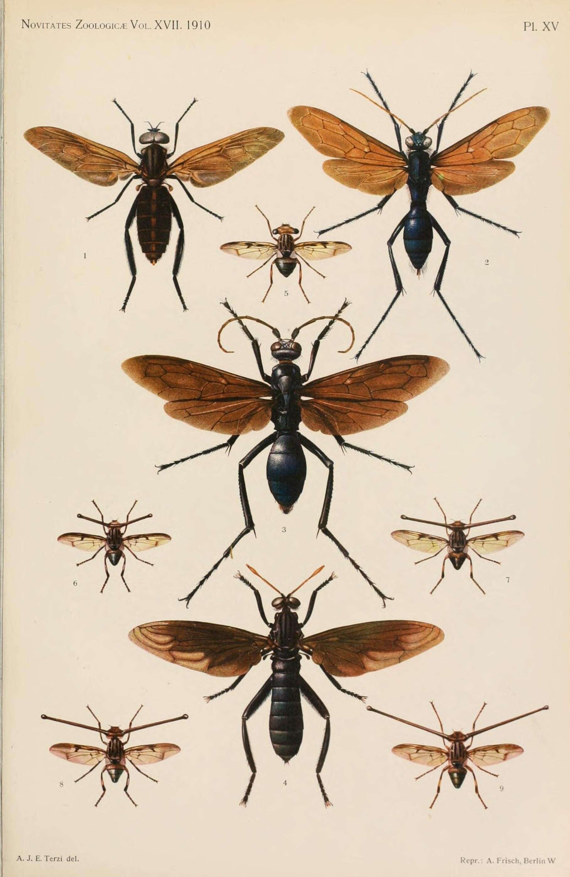 Image of Gauromydas heros (Perty 1833)