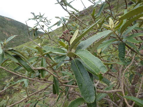 Image of Colicodendron C. F. P. Martius 1839