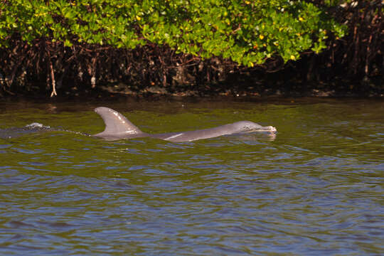 Imagem de Tursiops Gervais 1855