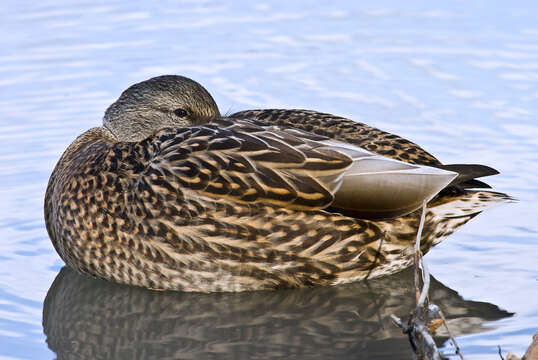 Image of Common Mallard