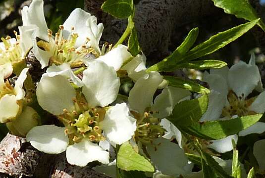 Image of Pyrus regelii Rehd.