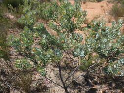 Image of Leucadendron loranthifolium (Salisb. ex Knight) I. Williams