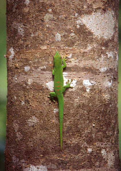 Phelsuma madagascariensis Gray 1831 resmi