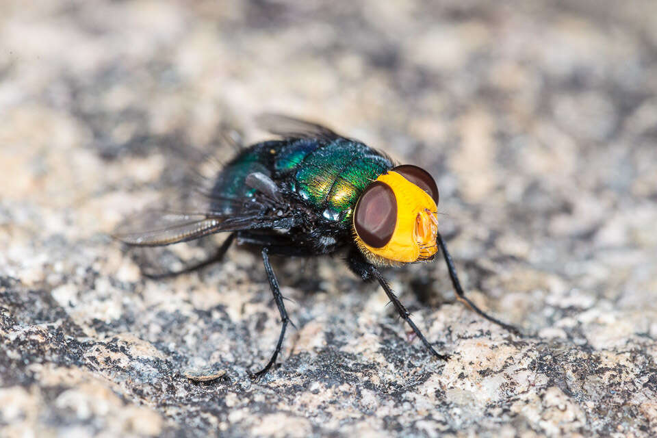 Amenia imperialis Robineau-Desvoidy 1830的圖片