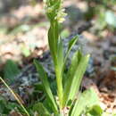 Image of Dactylorhiza insularis (Sommier) Ó. Sánchez & Herrero