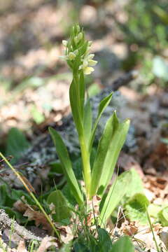 Image de Dactylorhiza insularis (Sommier) Ó. Sánchez & Herrero