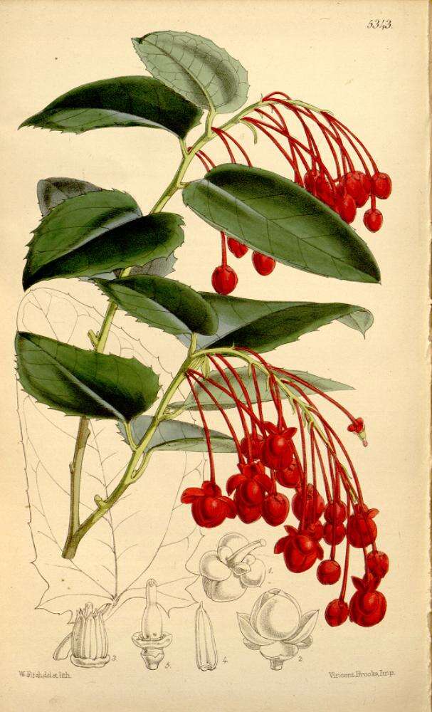 Image of Berberidopsis