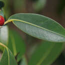 Ficus obliqua G. Forster的圖片