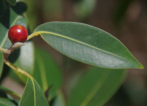 Image of Ficus obliqua G. Forster