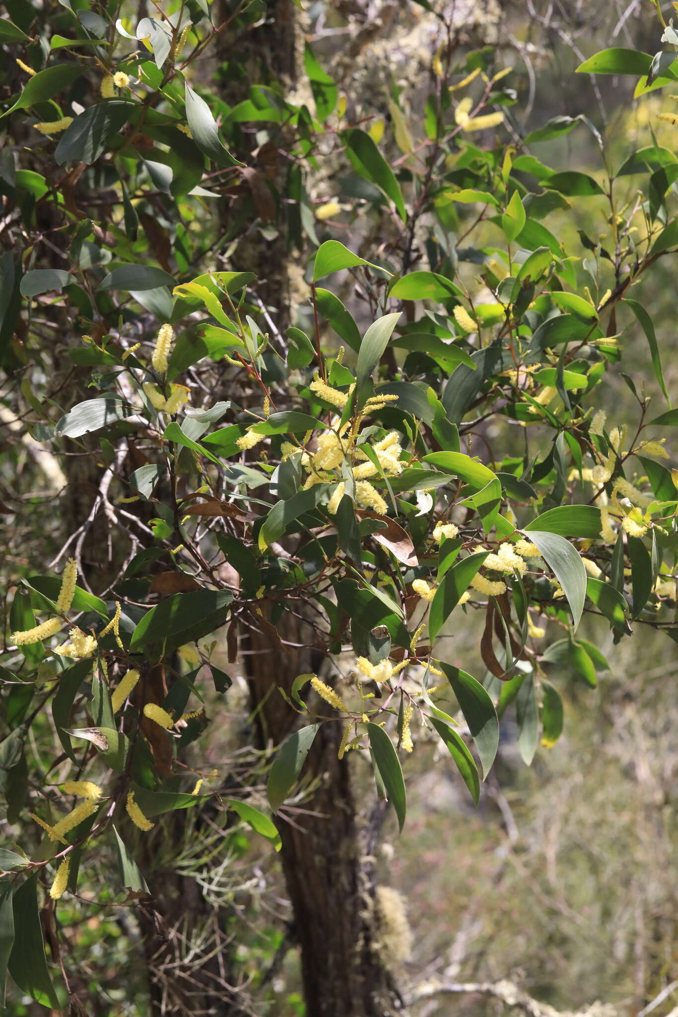 Imagem de Acacia blakei subsp. diphylla (Tindale) Pedley