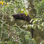 Image of Brown Palm Civet