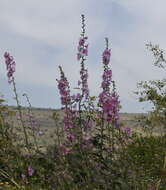 Image de Alcea dissecta (Baker) Zoh.