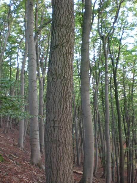 Image of European beech