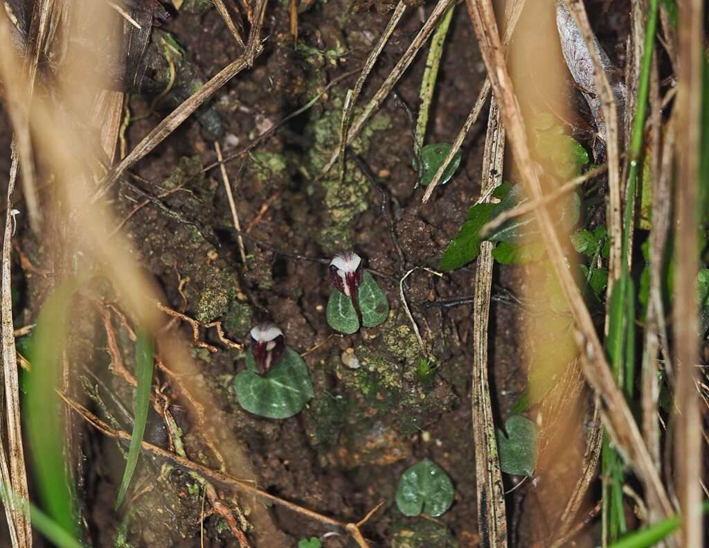 Image of Corybas abellianus Dockrill