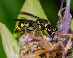 Image of Parancistrocerus leionotus (Viereck 1906)