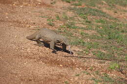 Image of Bengal Monitor Lizard