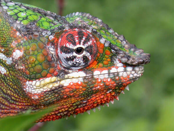 Image of Panther Chameleon