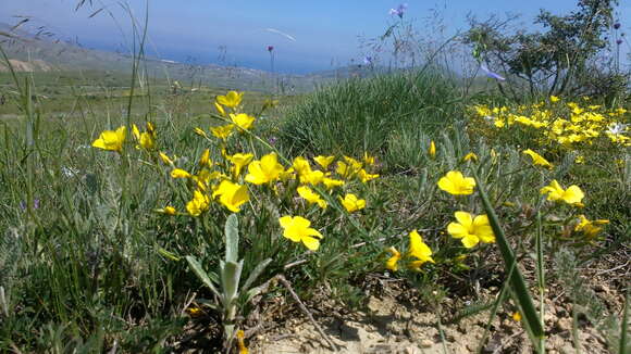 Linum pallasianum Schultes resmi