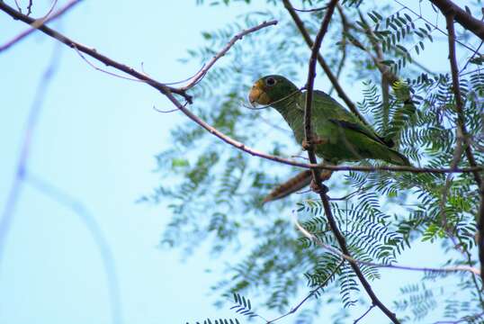 صورة Amazona xantholora (Gray & GR 1859)