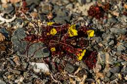 Image of broadsepal saxifrage