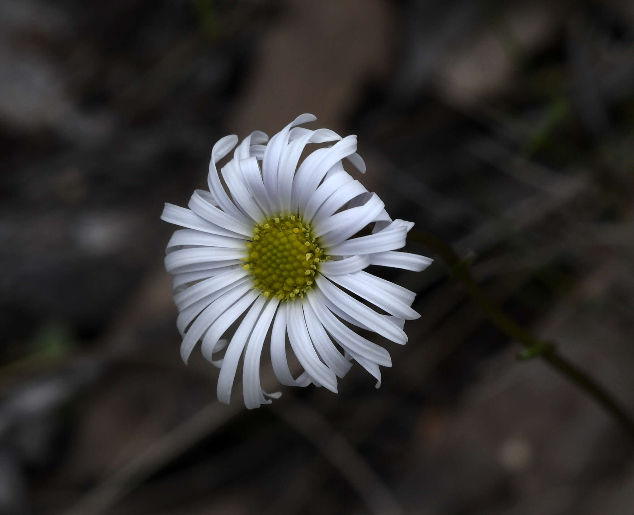 Plancia ëd Allittia uliginosa (G. L. Davis) P. S. Short