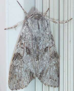 Image of Piney Moth