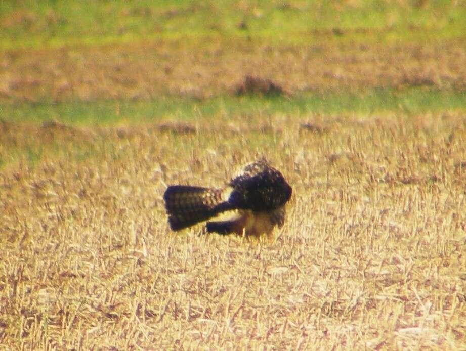 Image of Swainson's Hawk