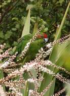 Image of Red-crowned Parakeet