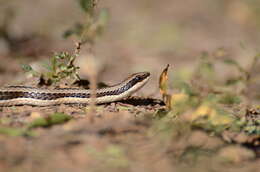 Plancia ëd Psammophylax tritaeniatus (Günther 1868)