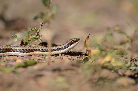 Image of Psammophylax tritaeniatus (Günther 1868)