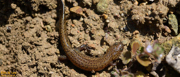 Image of Korean small salamander; Kkoma-Dorongnyong (Korean)