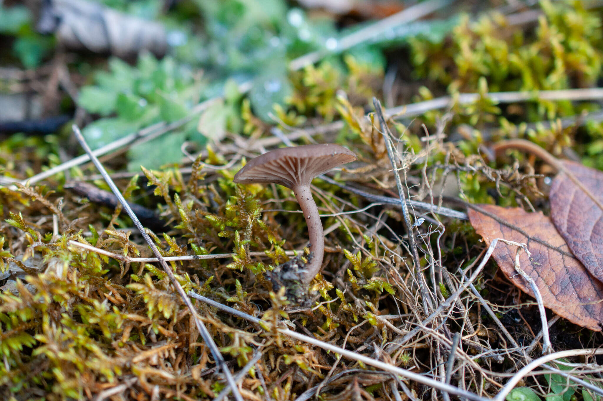 Image of Pseudoclitocybe obbata (Fr.) Singer 1962