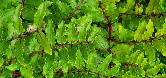 Image of Coriaria kingiana Col.