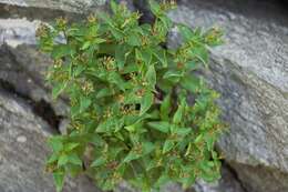 Imagem de Houstonia purpurea var. montana (Small) Terrell