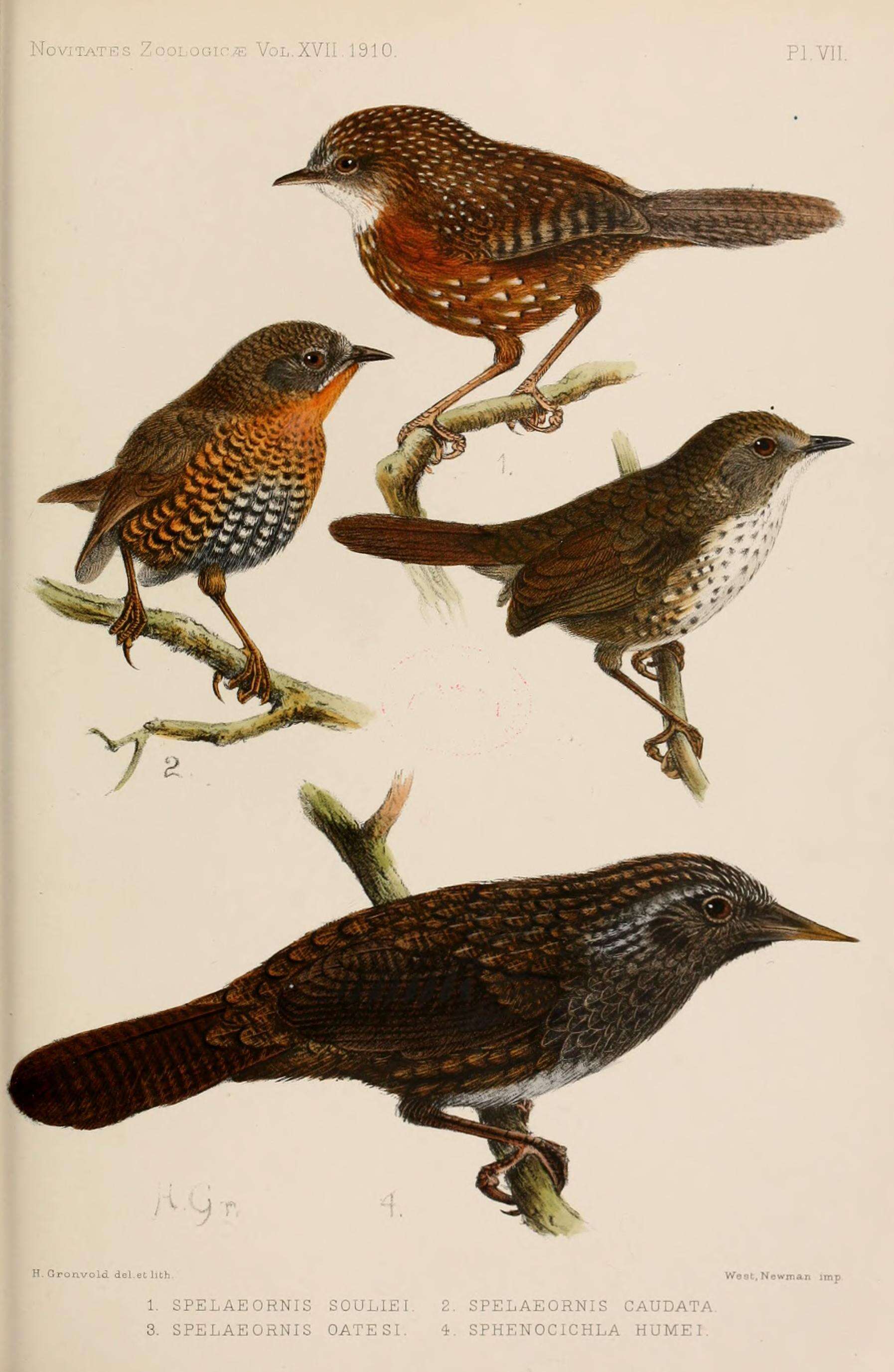 Image of Bar-winged Wren Babbler