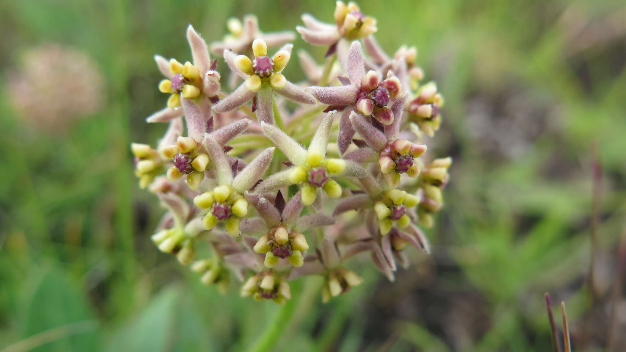 صورة Asclepias vicaria N. E. Br.