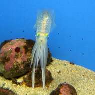 Image of bigfin reef squid