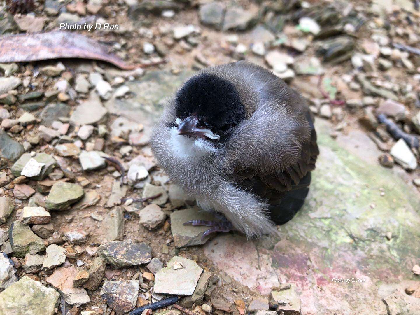 Image of Brown-breasted Bulbul