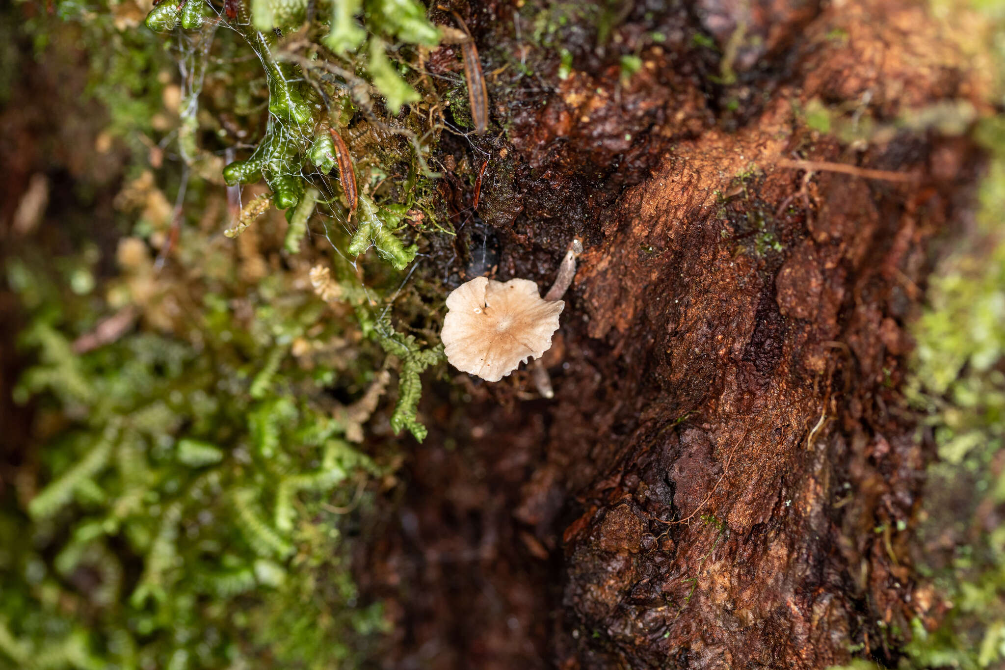 Image of Marasmiellus praeacutus (Ellis) Halling 1987