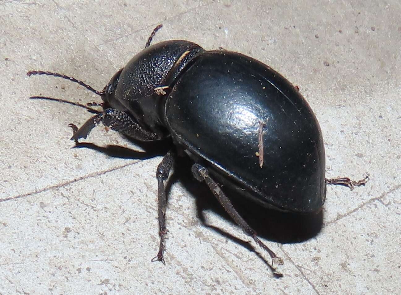 Image of Ocnodes (Ocnodes) scrobicollis Fåhraeus 1870