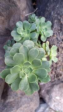 Image of Aeonium castello-paivae C. Bolle