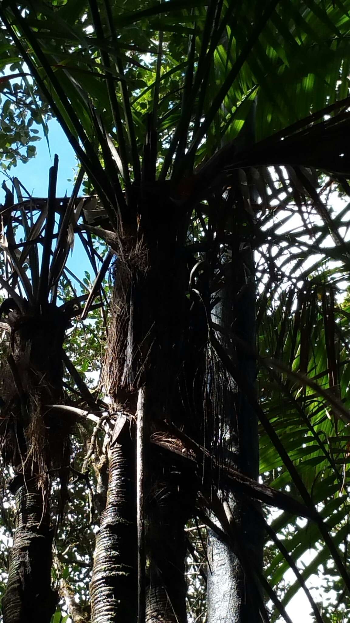 Image of Dypsis fibrosa (C. H. Wright) Beentje & J. Dransf.