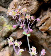 Image of Crassula nemorosa (Eckl. & Zeyh.) Endl. ex Walp.