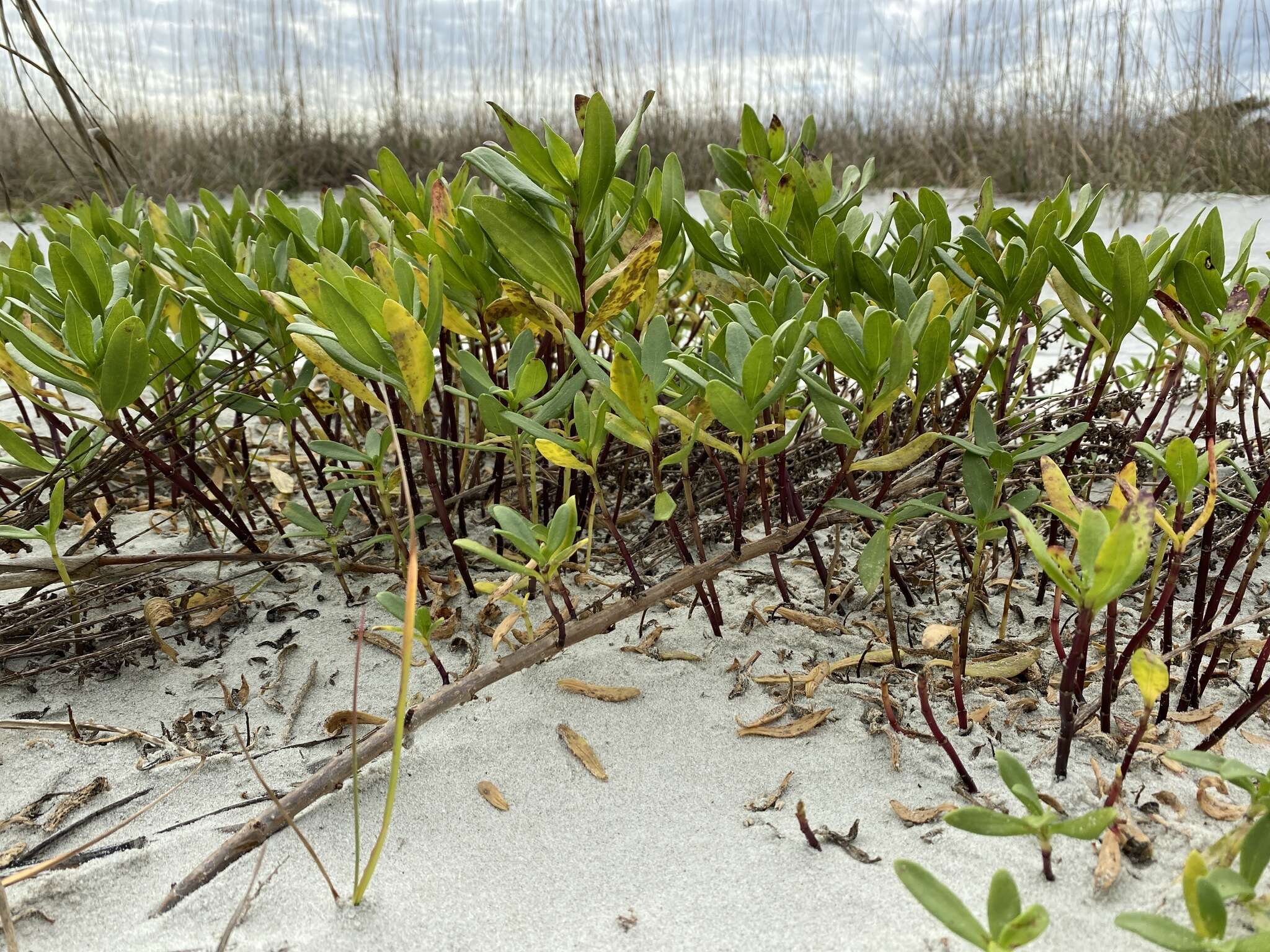 Image of seacoast marsh elder