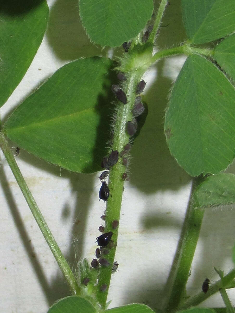 Image of Cowpea aphid