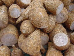 Image of Wild Taro