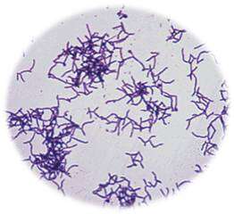 Image of Actinomycetales