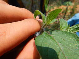 Image of Cyrtonota tristigma (Boheman 1850)