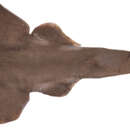 Image of Tasmanian Numbfish